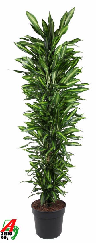 Dracaena Cintho vertakt P40, D 40