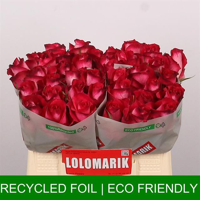 Роза од. Николетта 35, шт.