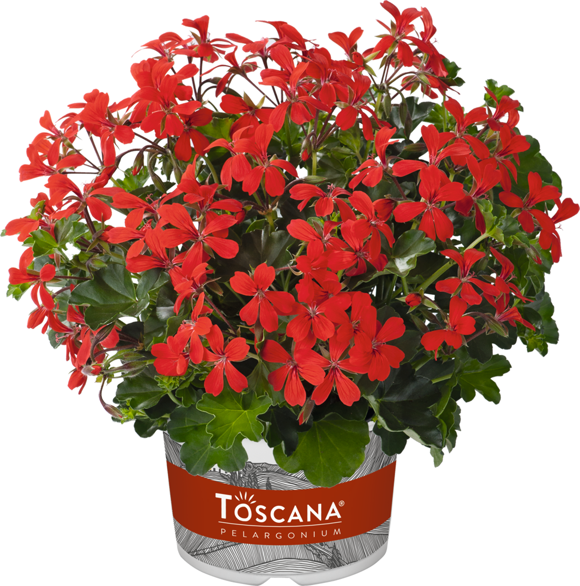 Pelargonium peltatum Balcon Red 10,5 cm zwart, D 10,5