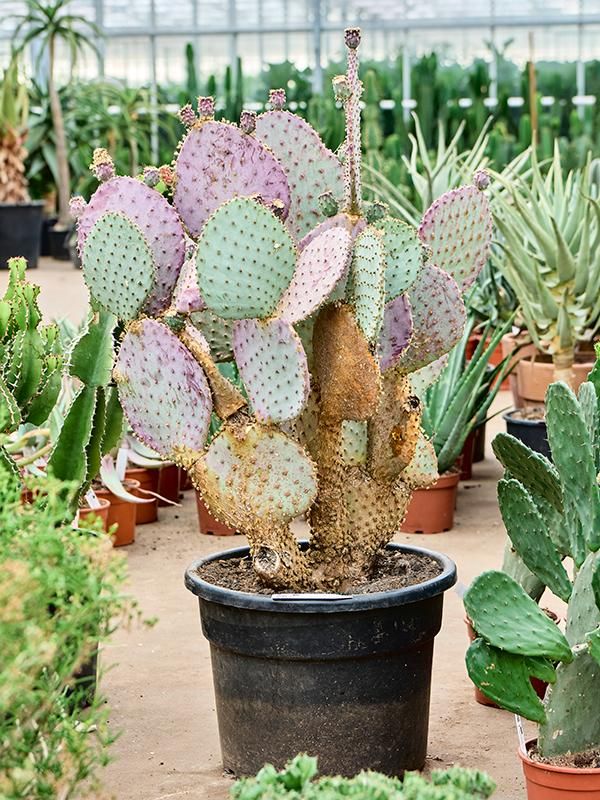 Opuntia santarita, D 30 cm