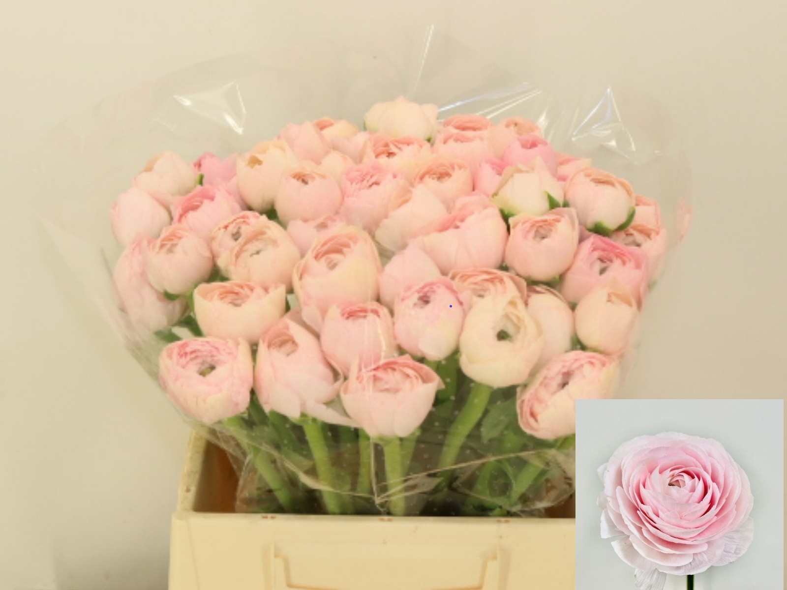 Ранункулус Саксесс Фавола 40, шт.