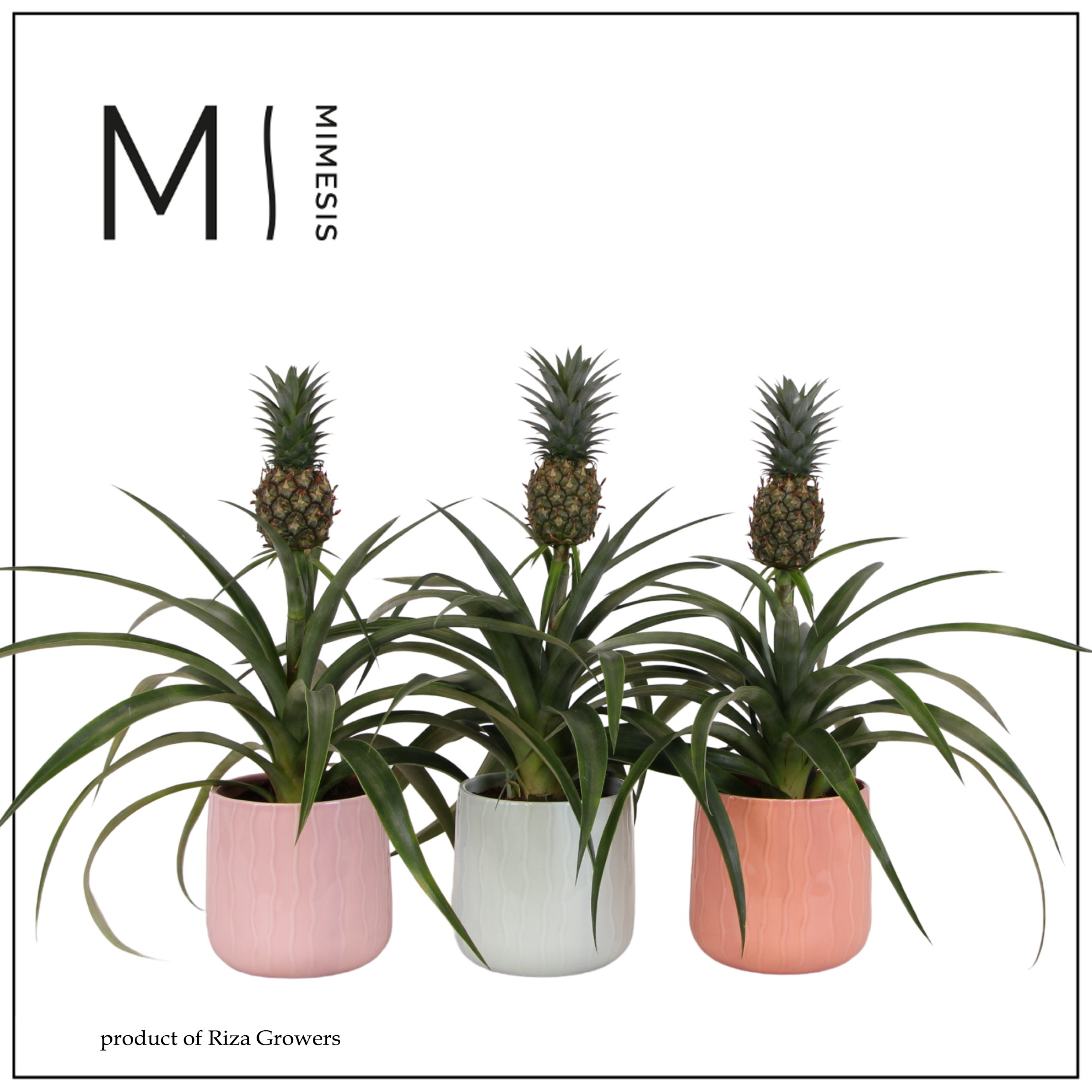 Ananas Mi Amigo - 12cm in Belize | Mimesis, D 12