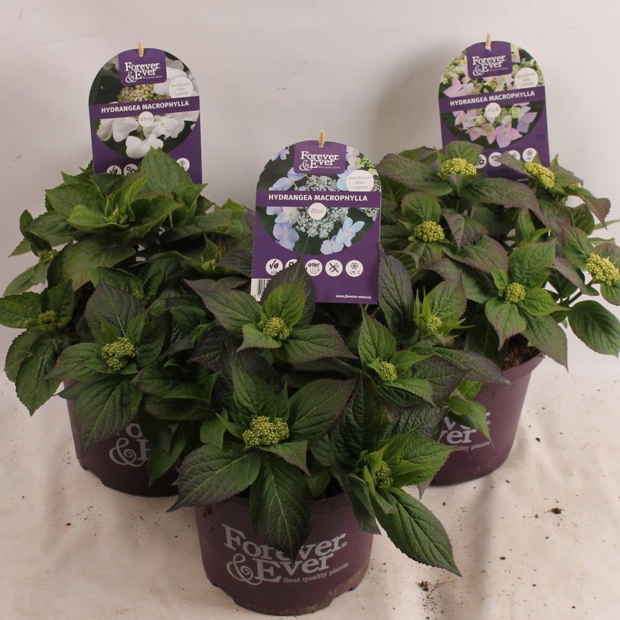 Hydrangea Forever&Ever® Teller Mix, D 23