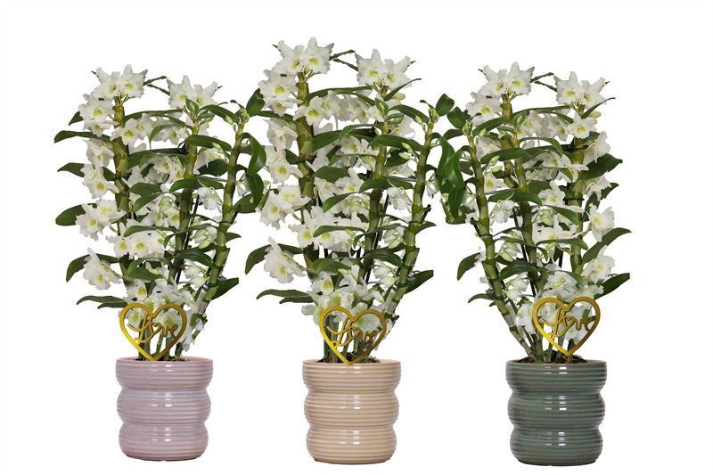 Stoneware p12 Liam mix Dendr Nobile Apollon 4T35+ regular, D 12