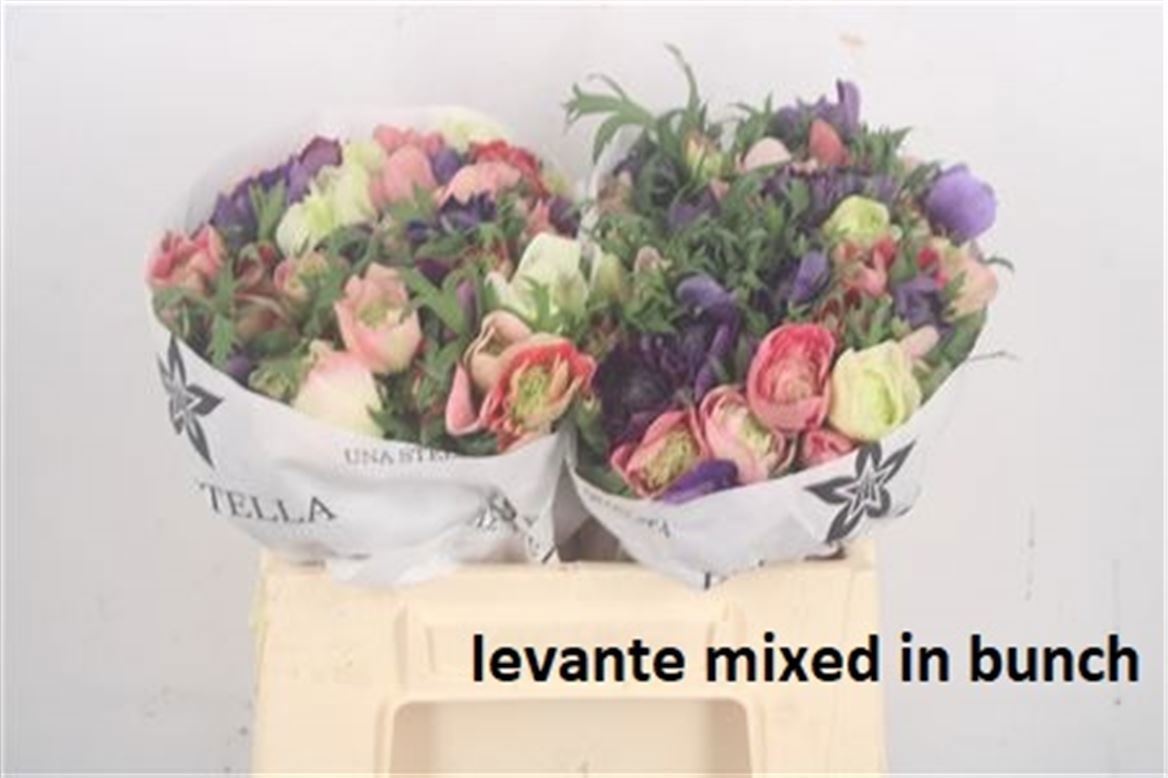 Анемон Овериг 40, шт.