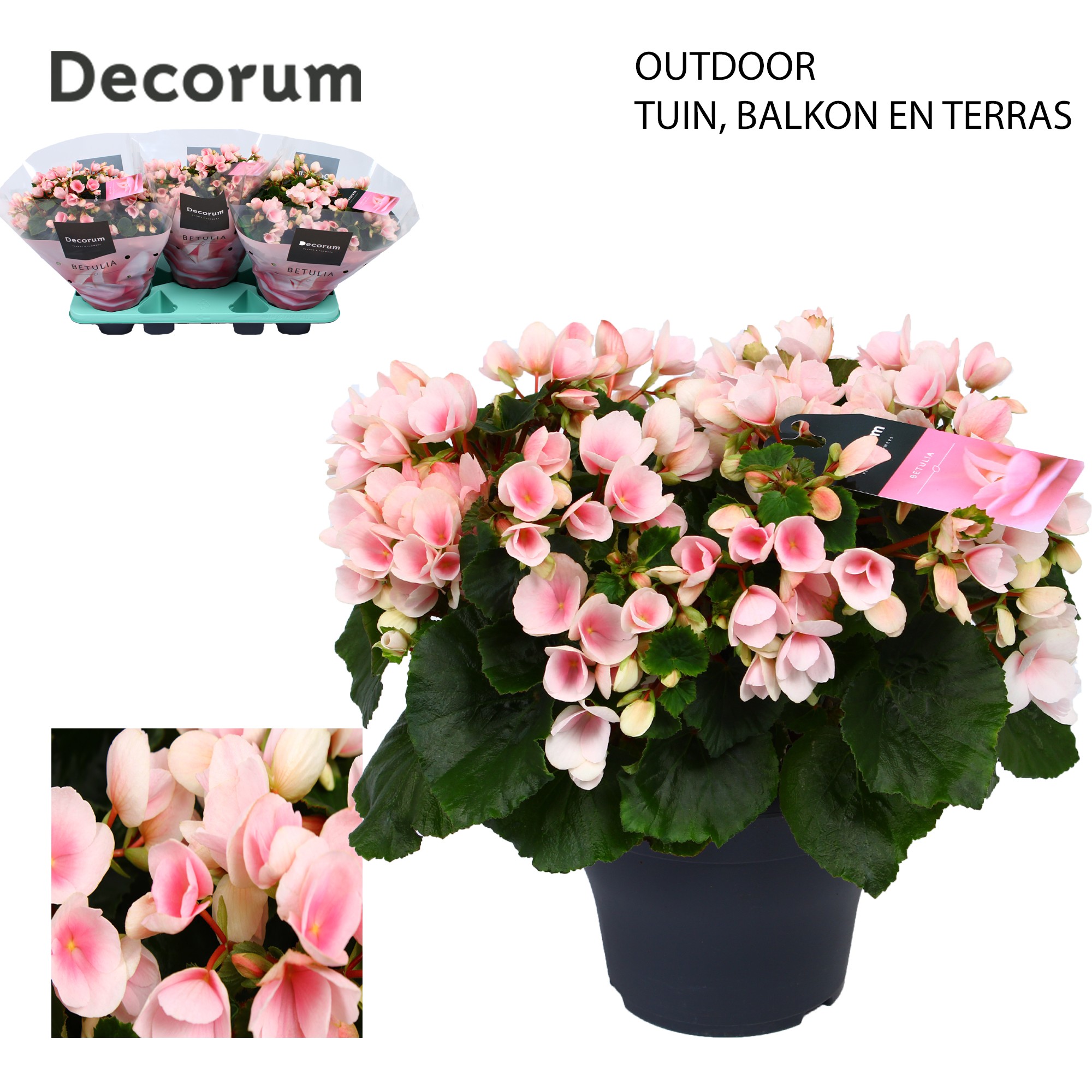 Betulia light 19cm outdoor Decorum, D 19