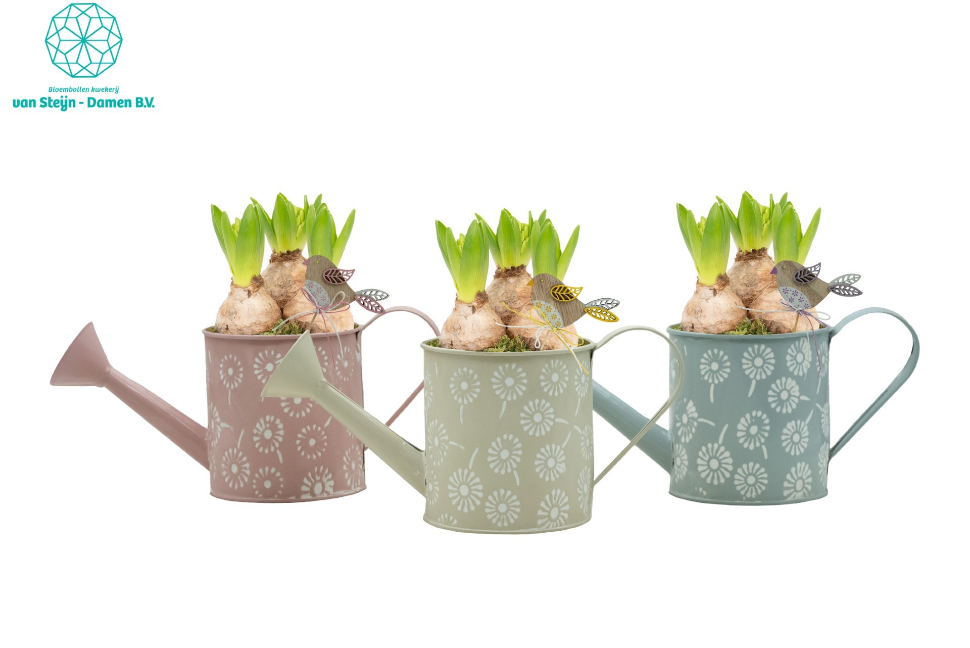 Hyacinthus 'FlowerPour', D 22