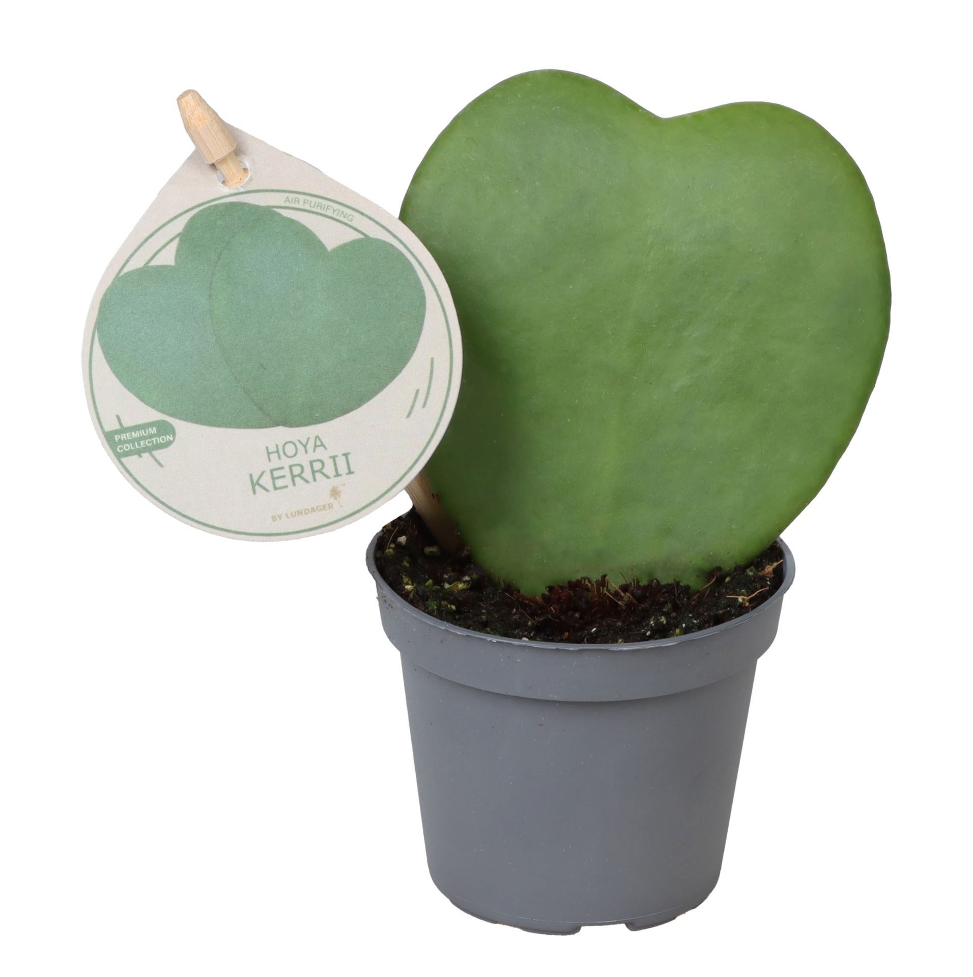 Philodendron White Measure W. Label 6 cm, D 6 cm Philodendron White Measure W. Label 6 cm, D 6 cm