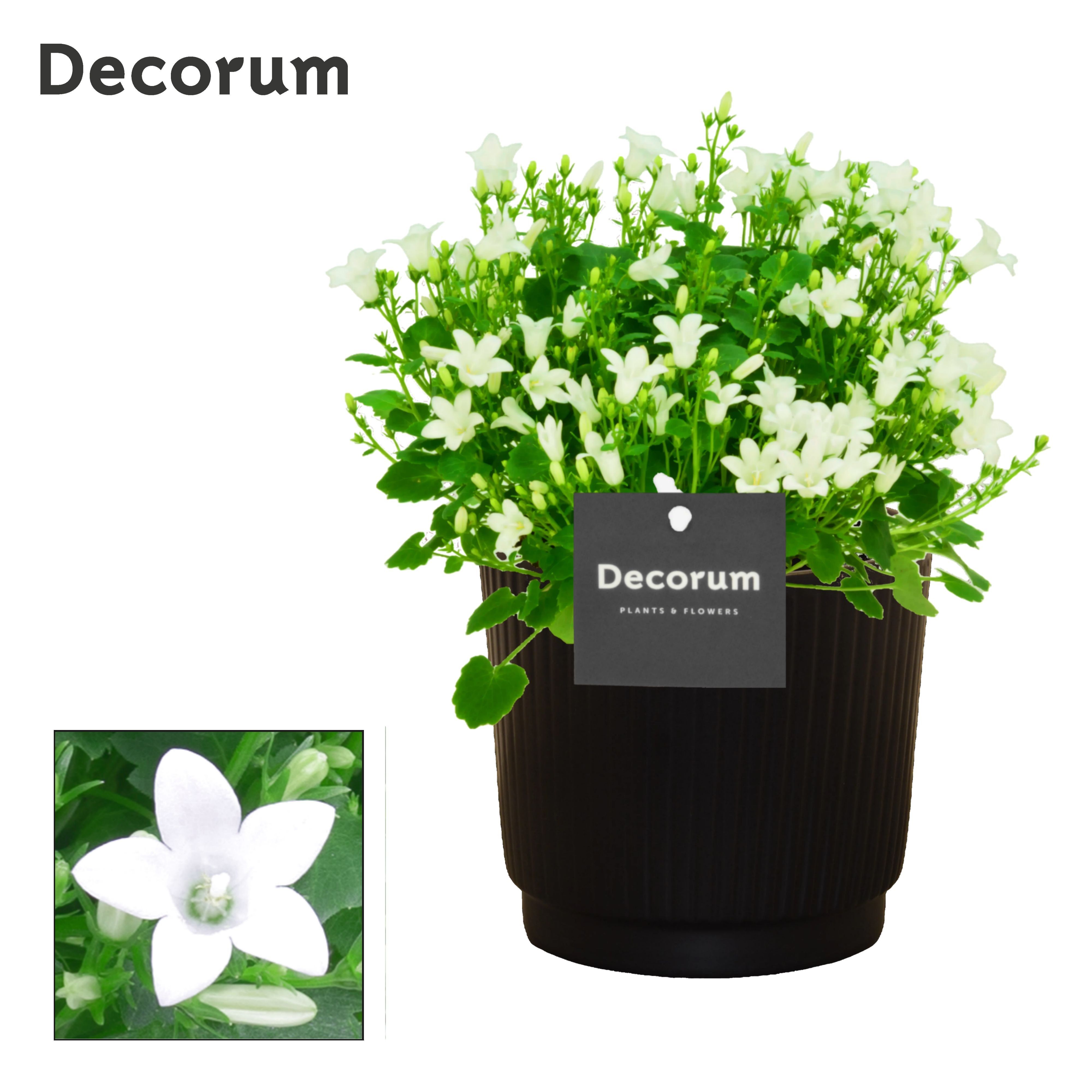 Campanula Porto White Liv Decorum, D 14