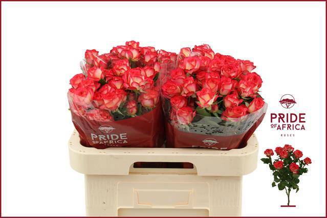 Роза куст. Саммер Дэнс 60, шт.