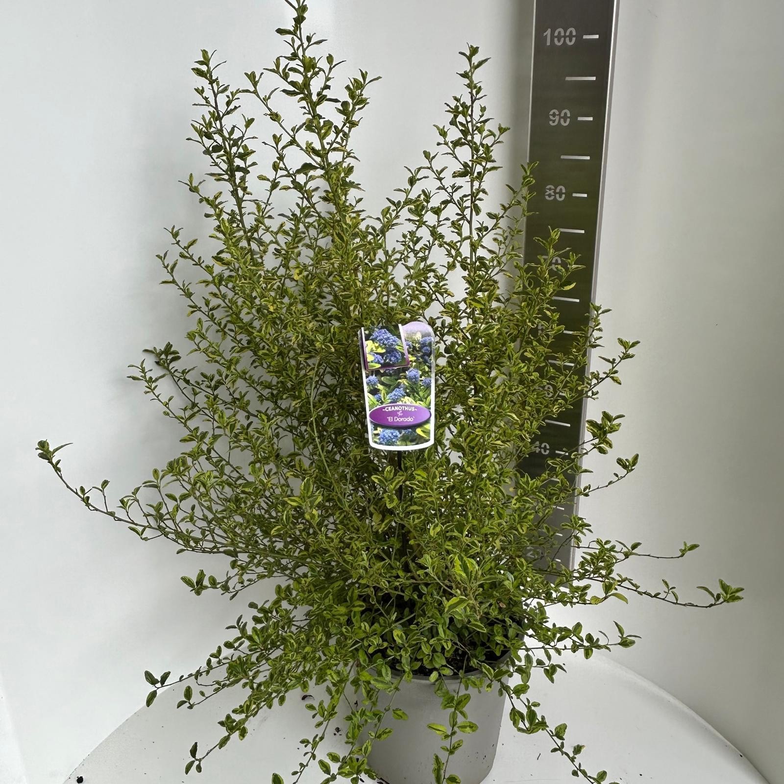 Ceanothus El Dorado, D 27 cm