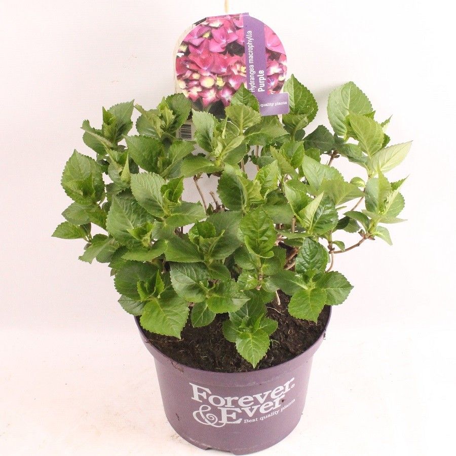 Hydrangea Forever&Ever® Purple, D 23