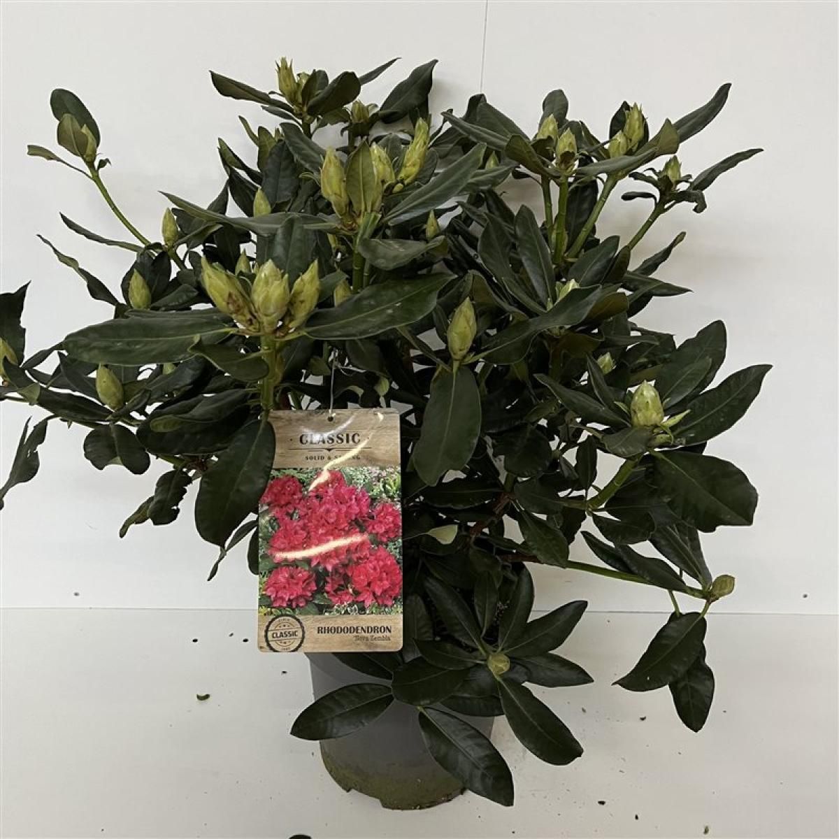 Rhododendron 'Nova Zembla', D 32