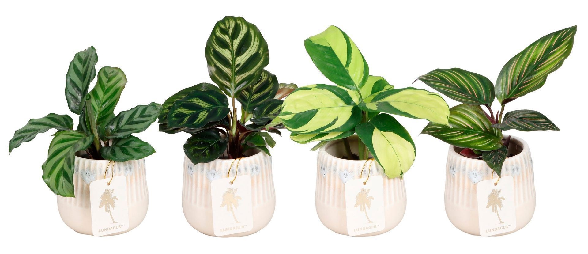 L 67425 with Calathea Mix 6 cm, D 6