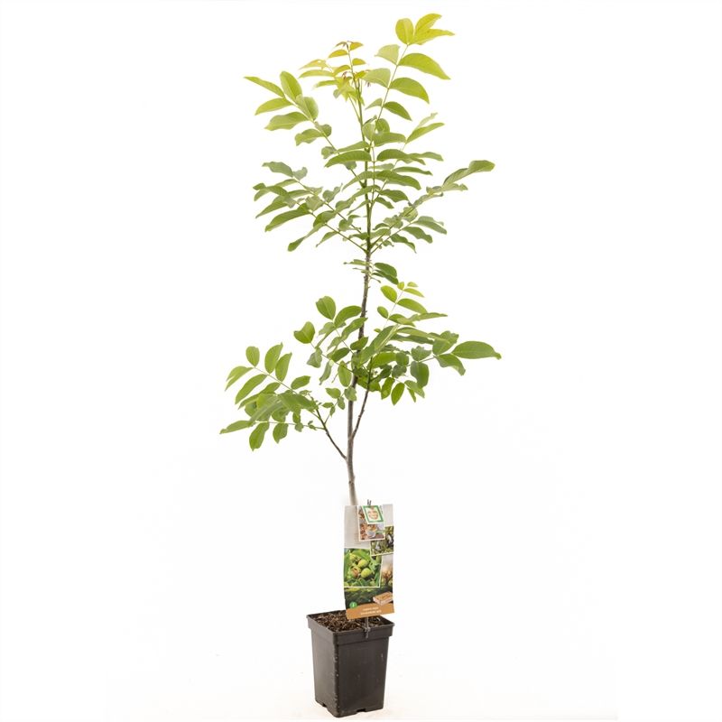 Juglans regia spil (onveredeld) Onveredelde walnoot, D 18