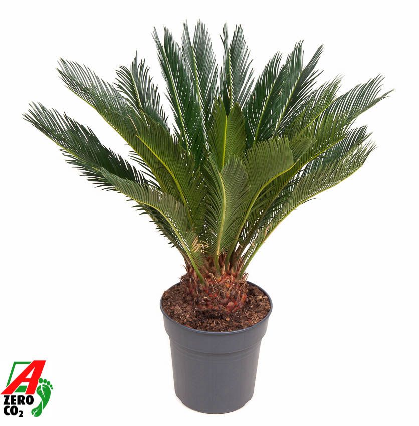 Cycas Revoluta P24, D 24