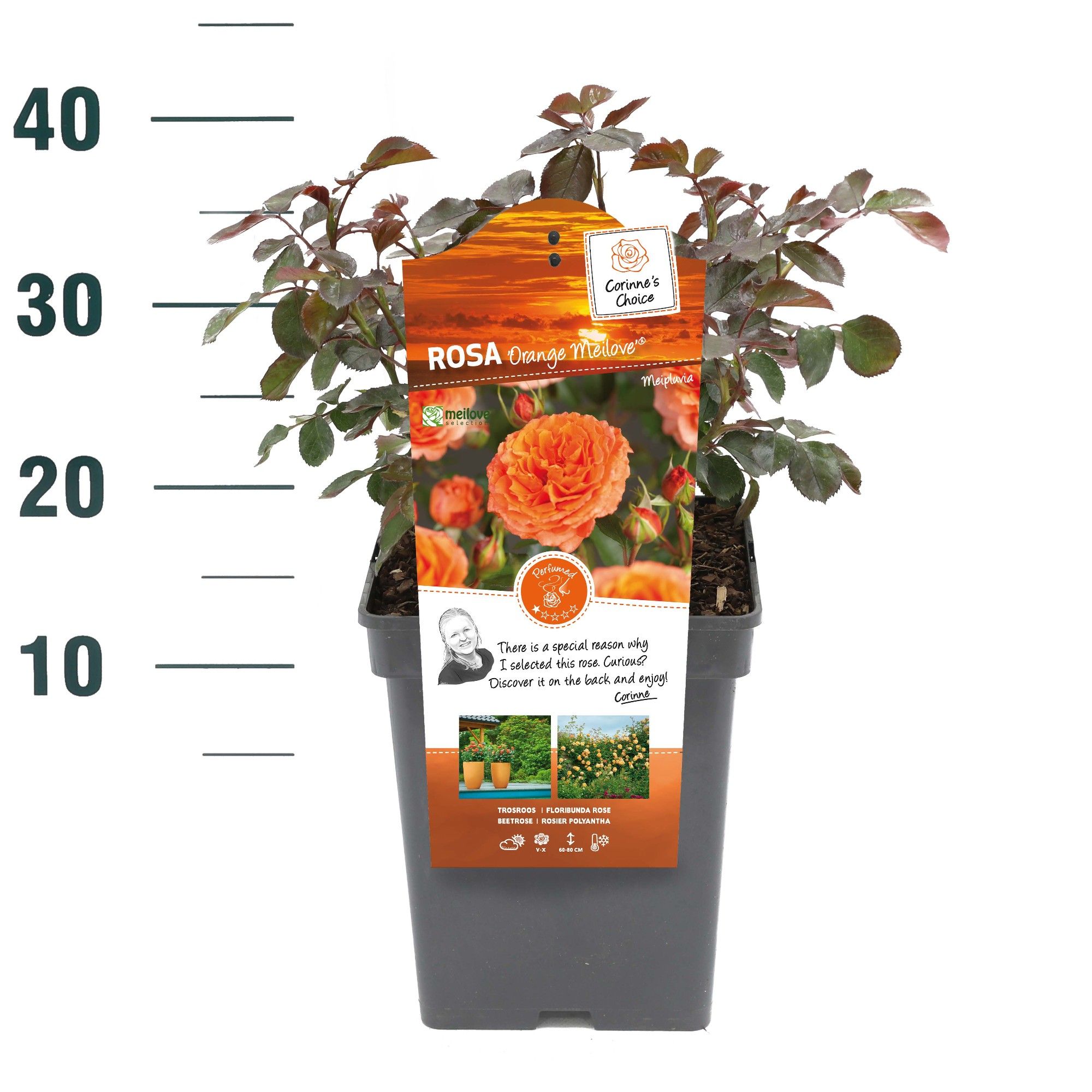 Rosa 'Orange Meilove' - Struik - VP5 - Categorie 3, D 23 cm