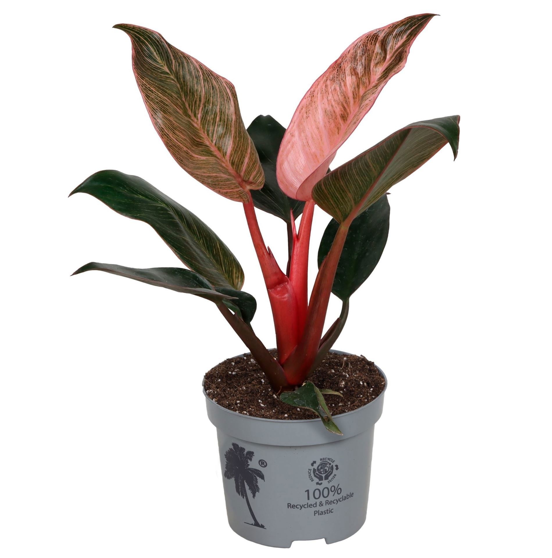 Philodendron Pink Bikini 12 cm, D 12