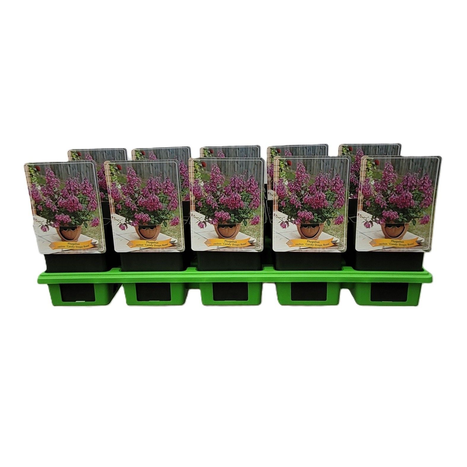 Phygelius rectus 'Candy Drops Rose' P11, D 11 cm