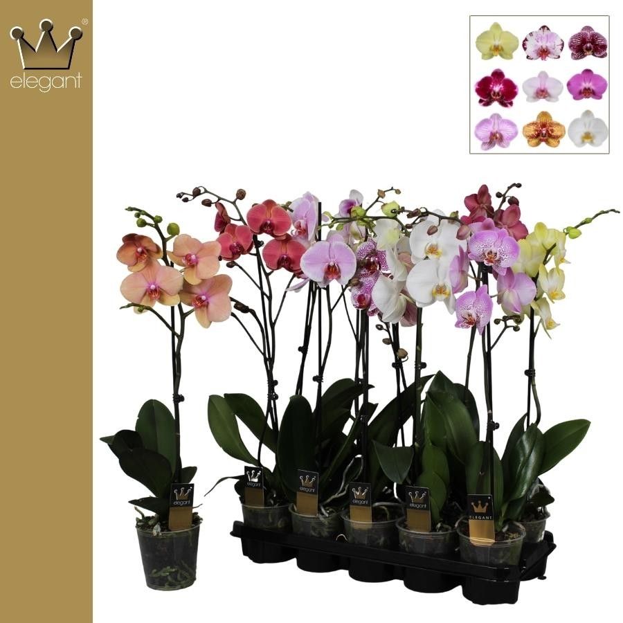 Phalaenopsis 1 tak gemengd 9+ bloem, D 12 cm