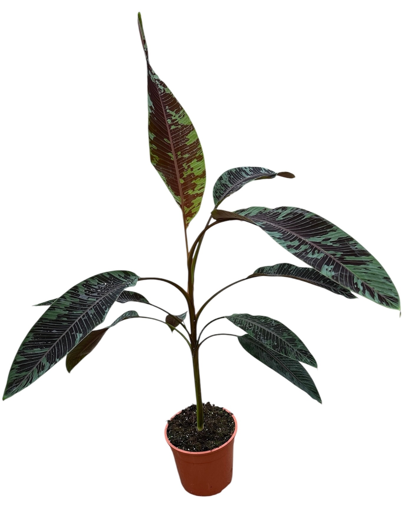 Musa Acuminata Zebrina, D 27