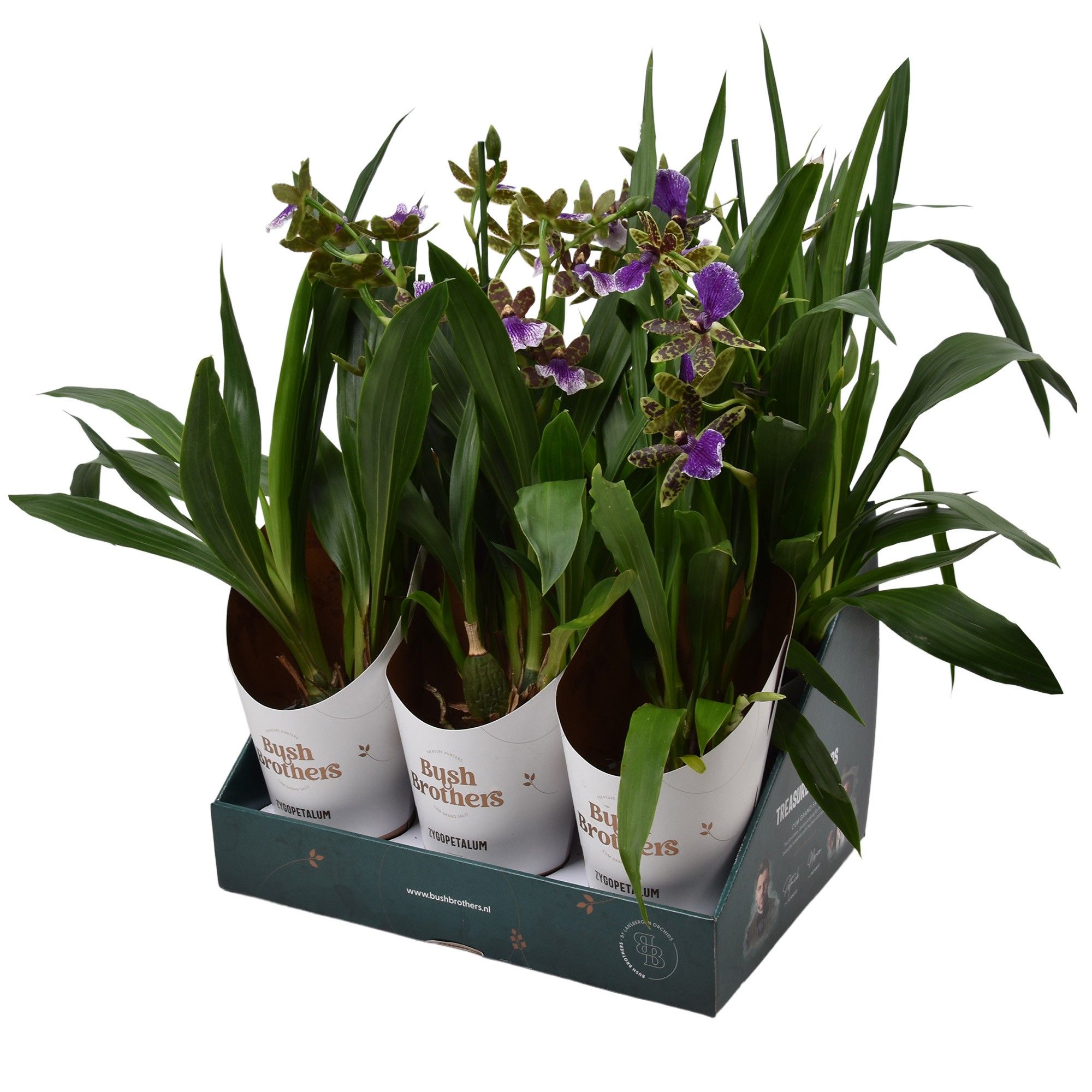 Zygopetalum 1 tak 5+ knop 12 cm in Bush Brothers showdoos met potcover, D 12 cm
