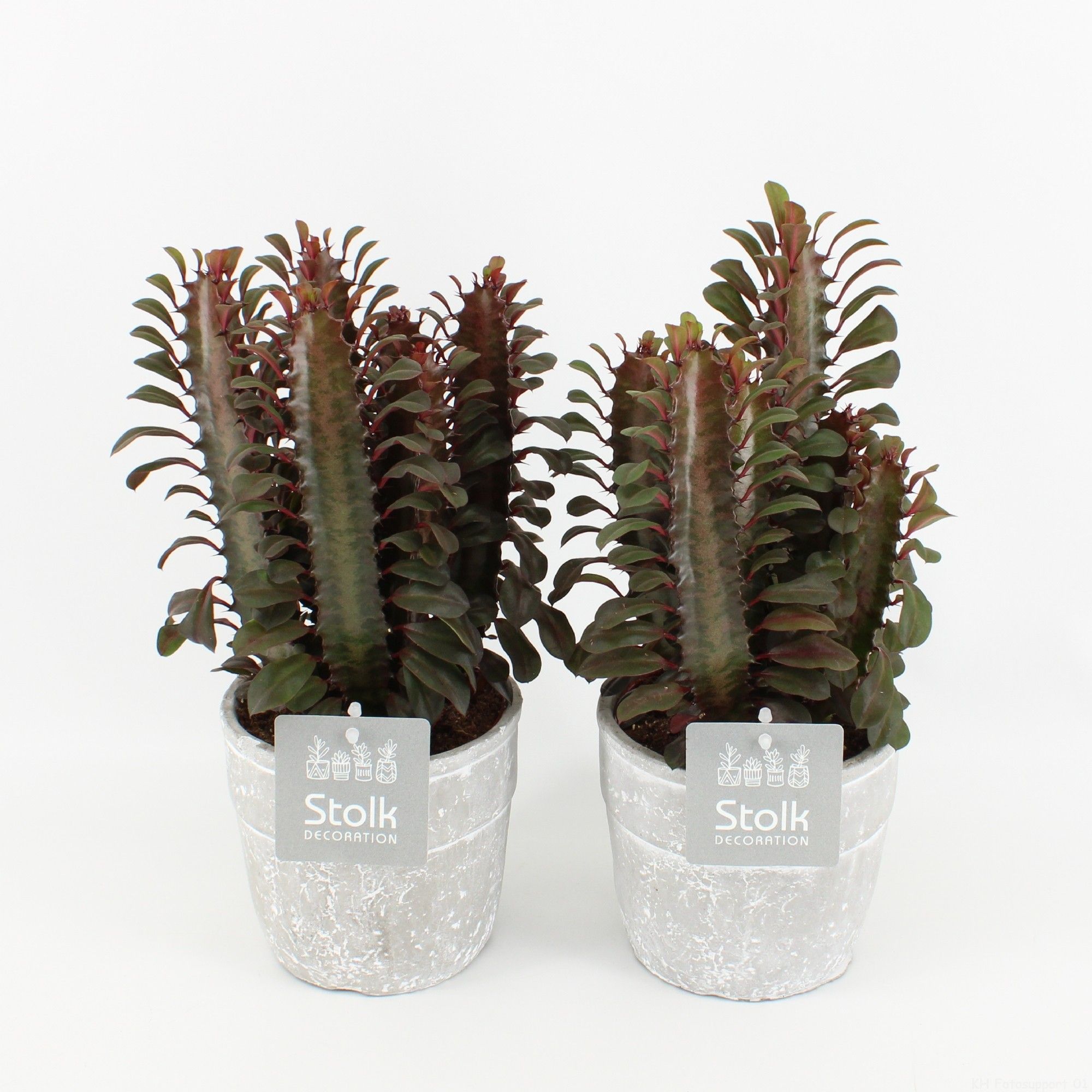 Euphorbia Trigona Rubra in Stone Look Pot, D 13