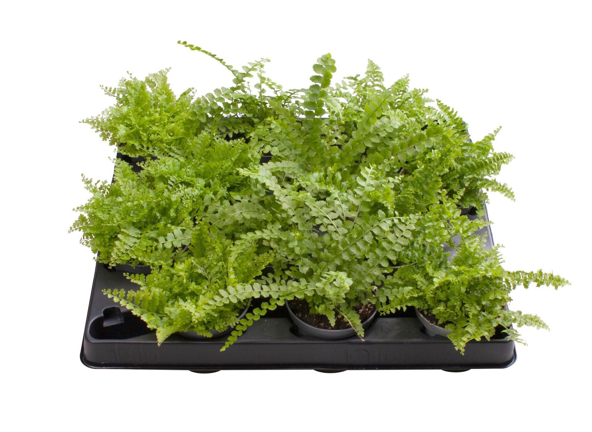 Nephrolepis Exaltata Mix 7,5 cm, D 6