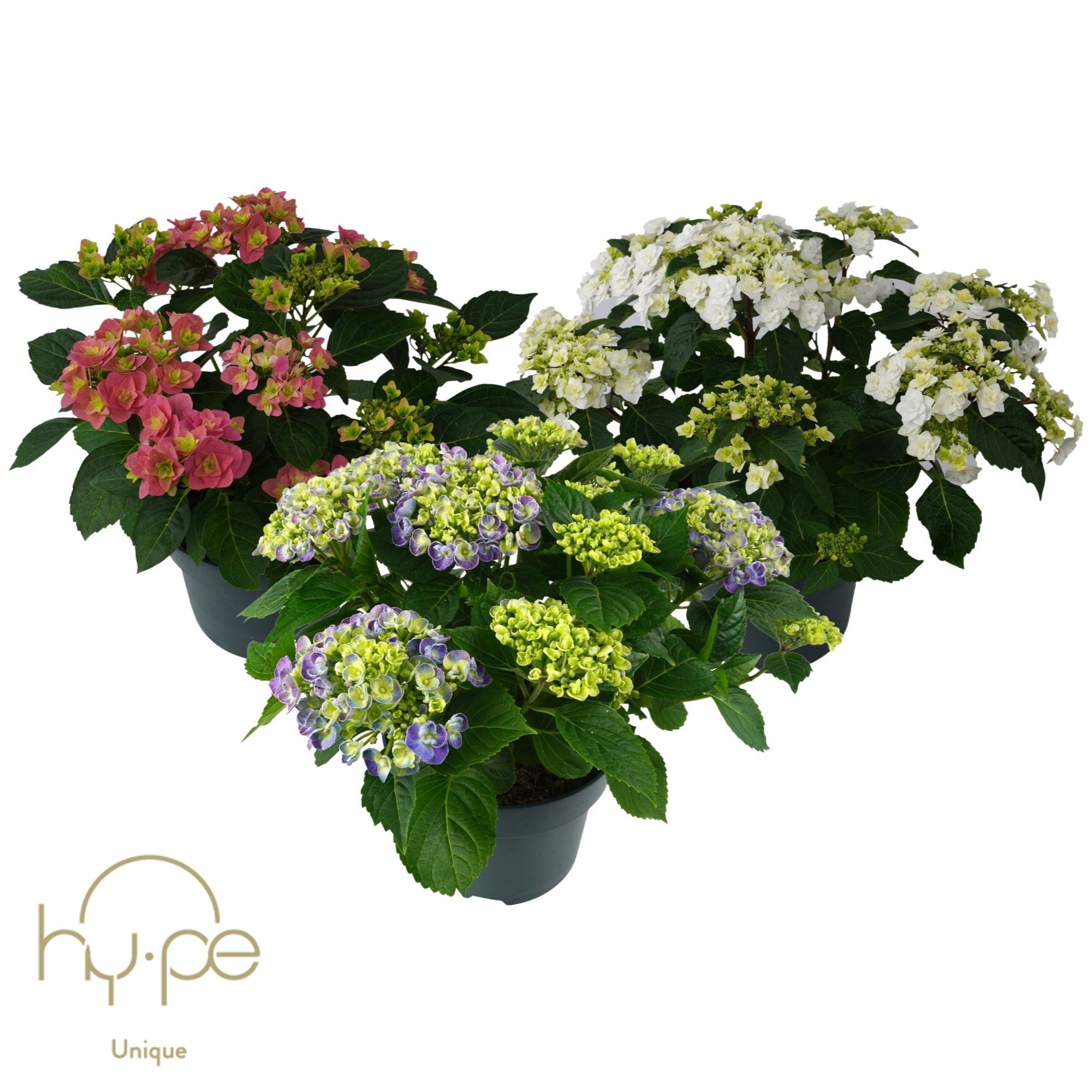 Hydrangea Mix 10+ | Hy-pe Unique, D 23