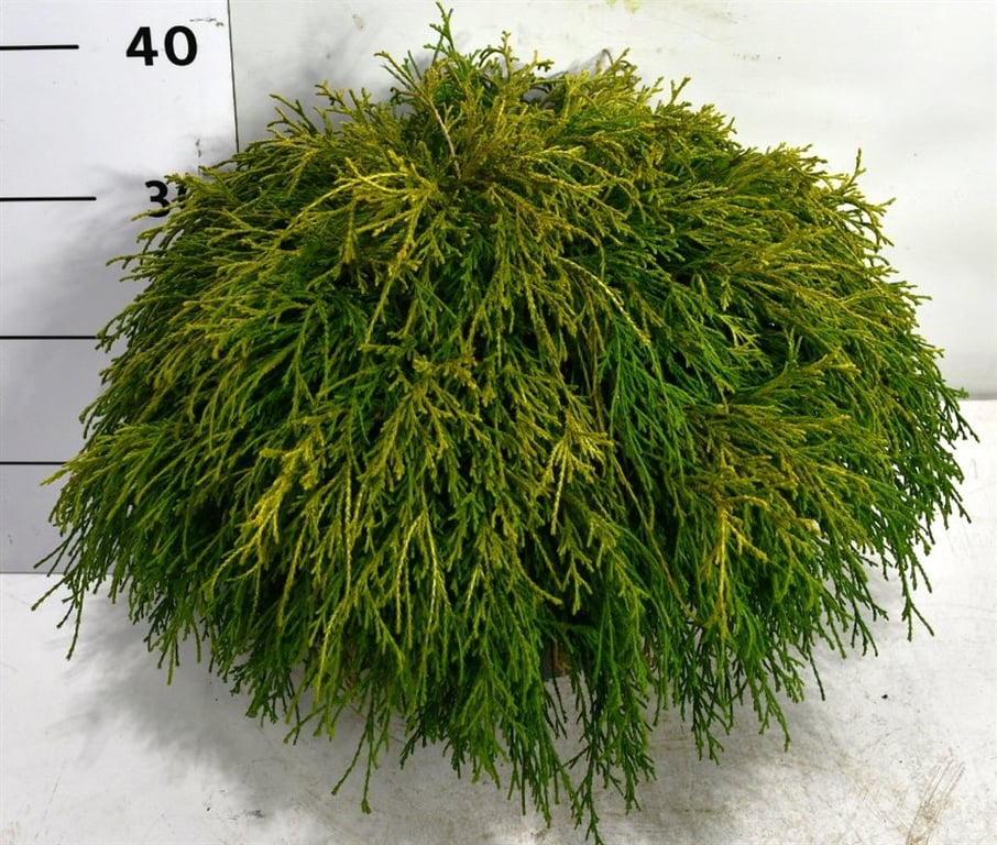 Chamaecyparis p. 'Sungold', D 23