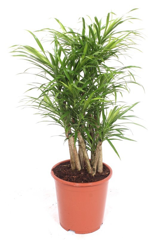Dracaena Anita, D 27