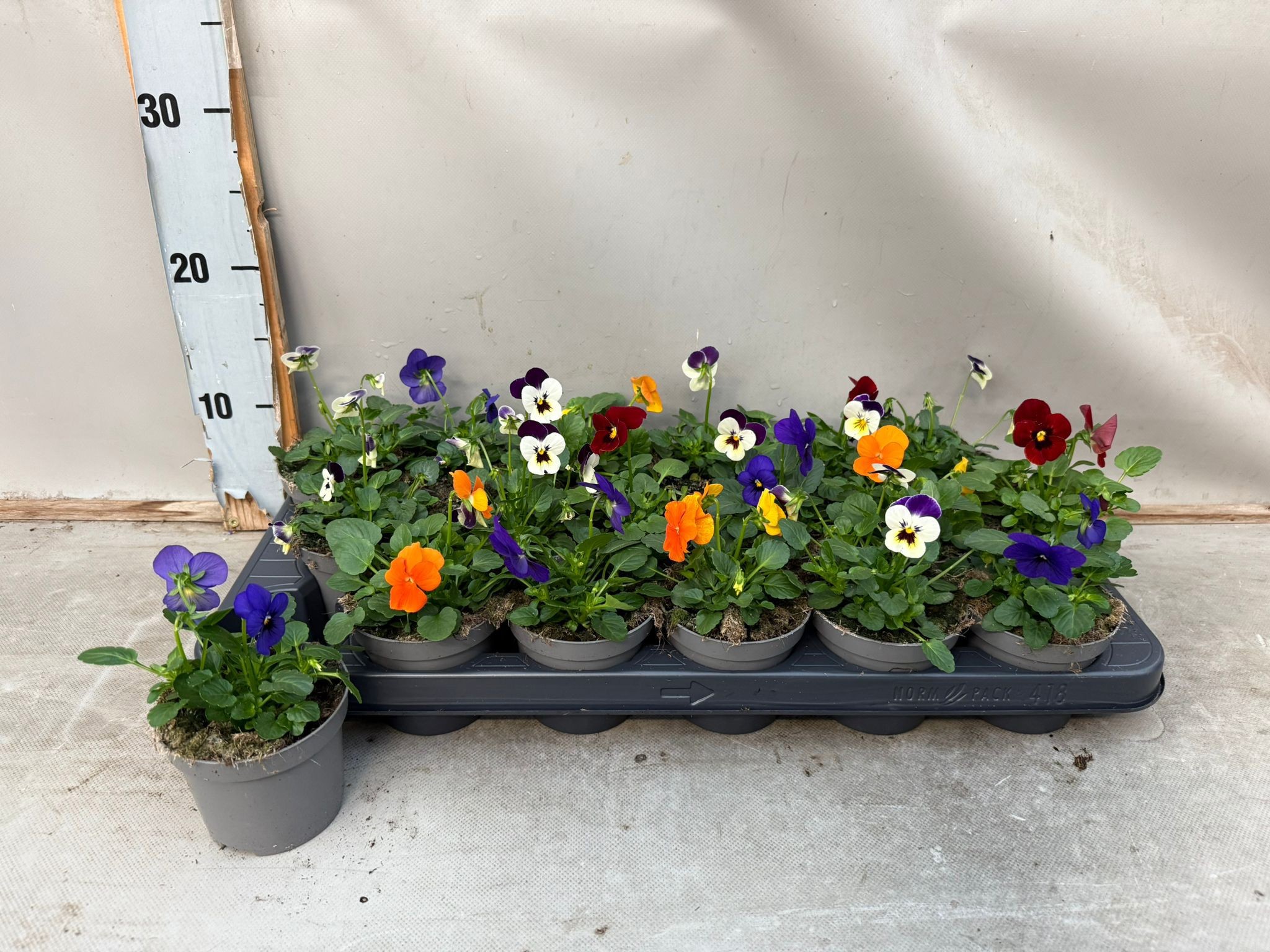 Viool cornuta mix, D 9 cm Viool cornuta mix, D 9 cm