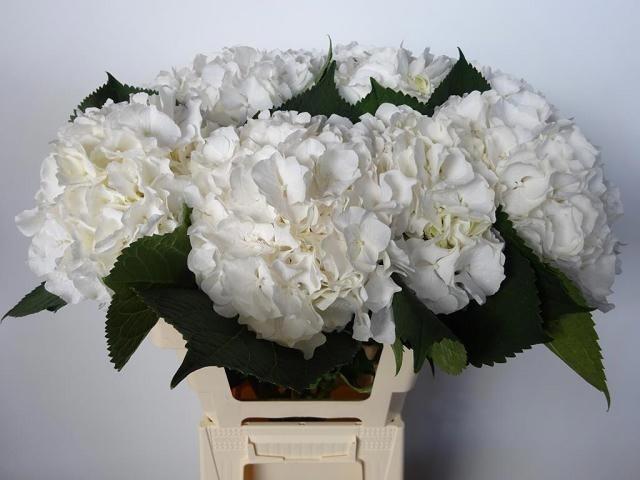 Гортензия Вайт Верена 60 (бел.), шт.