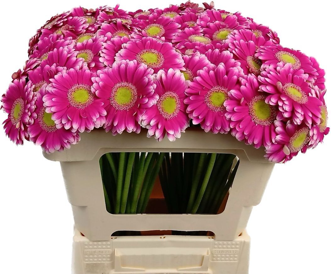 Гермини Лауда, шт.