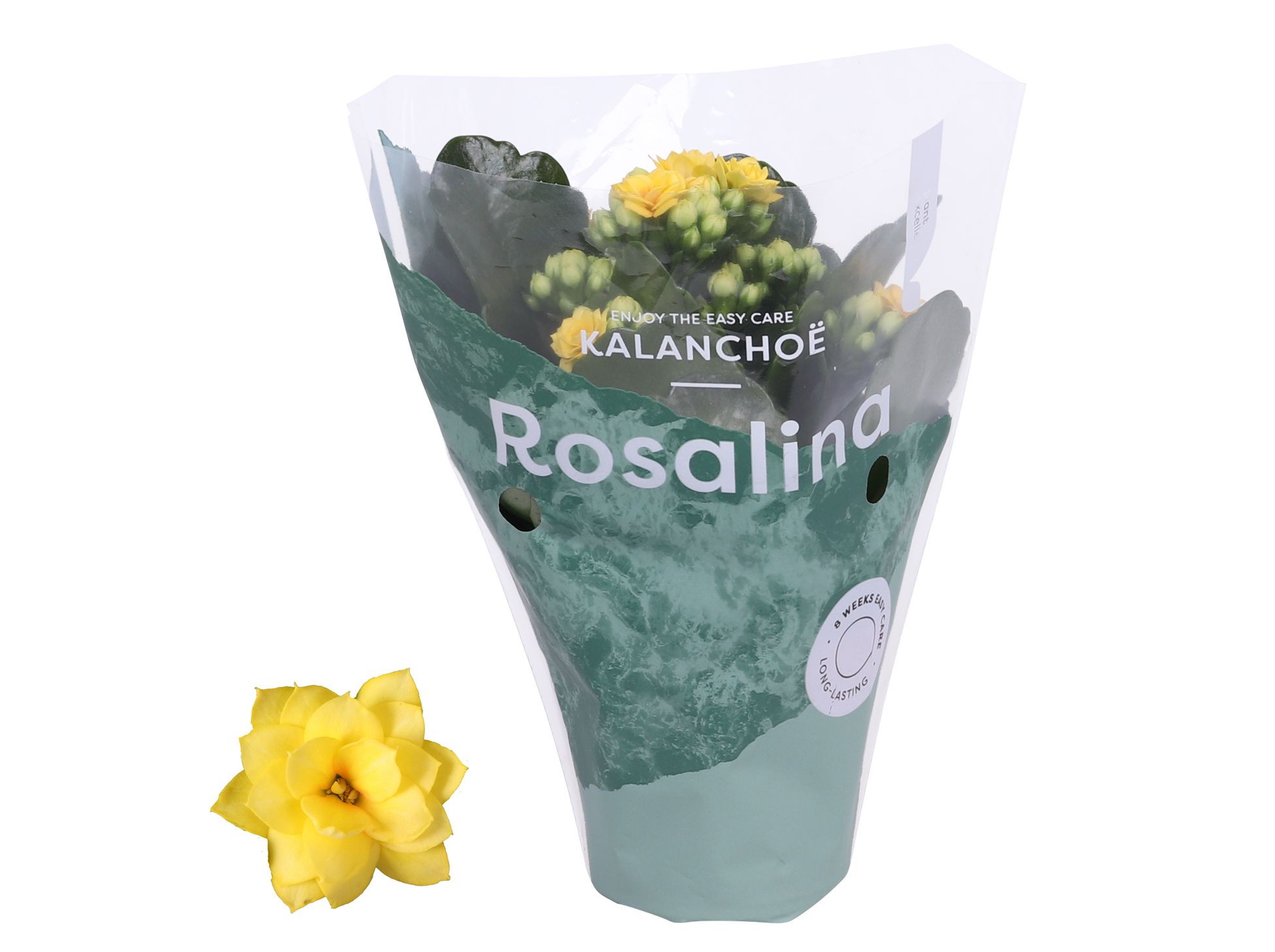 Kalanchoe Rosalina 07cm Don Amarillo geel, D 7