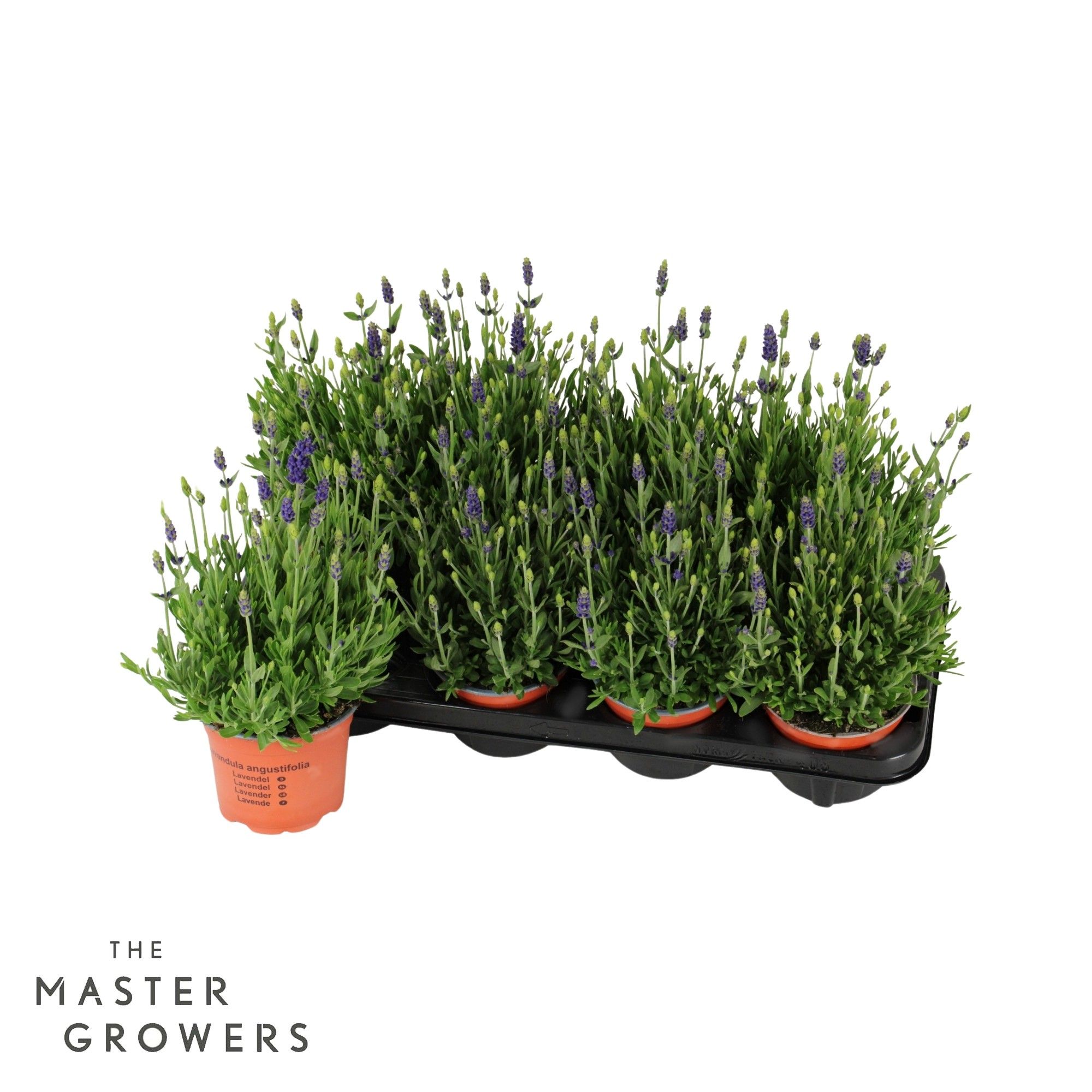 Lavandula angustifolia 'Spear Blue', D 12