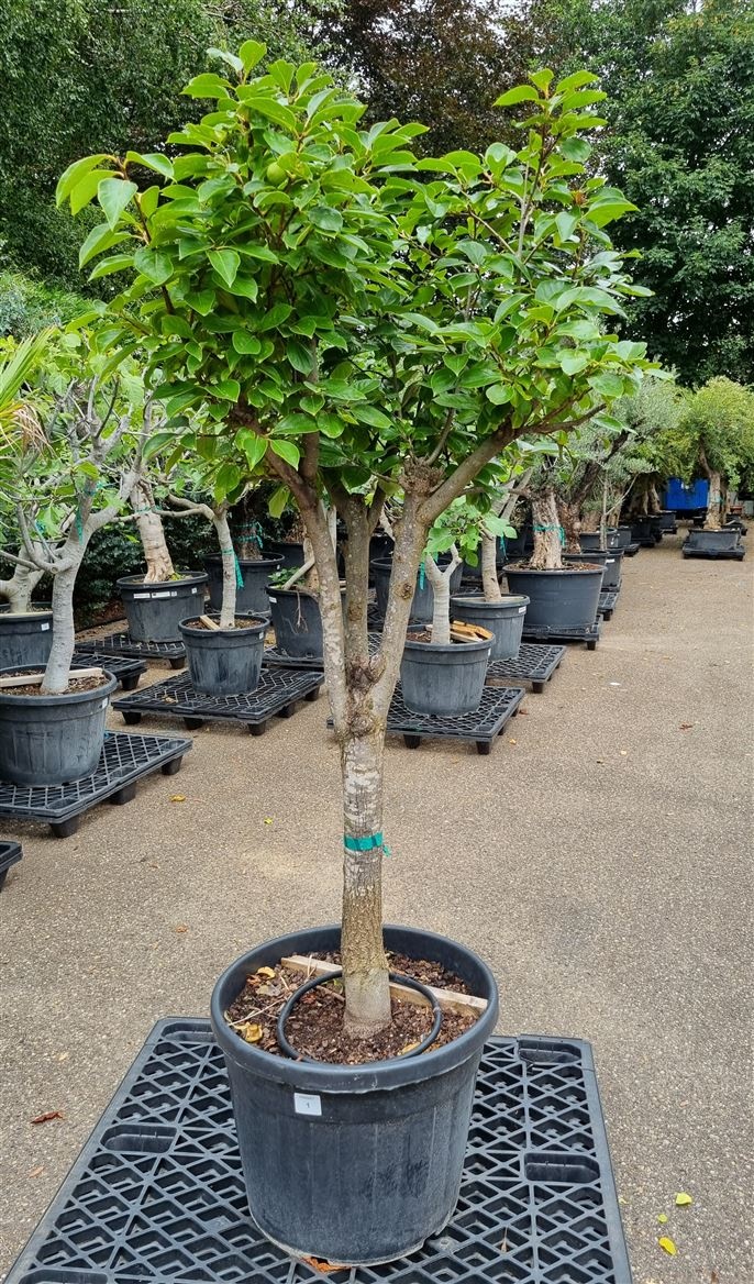 Kaki Persimon Op Stam Vertakt P60 H200 Nr1, D 60