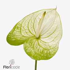 Антуриум Экстаз x12, шт.