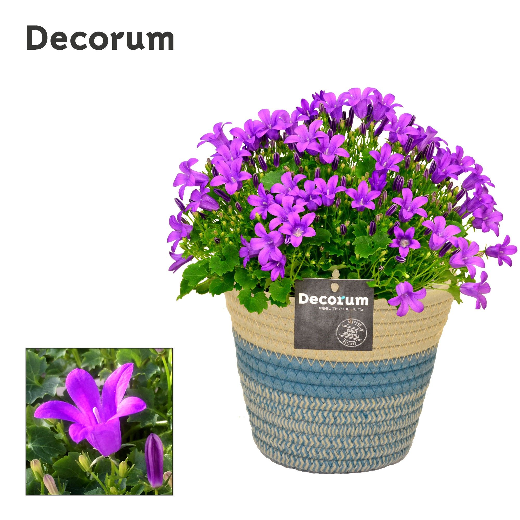 Campanula Porto LL Fashion Valerie Decorum, D 14