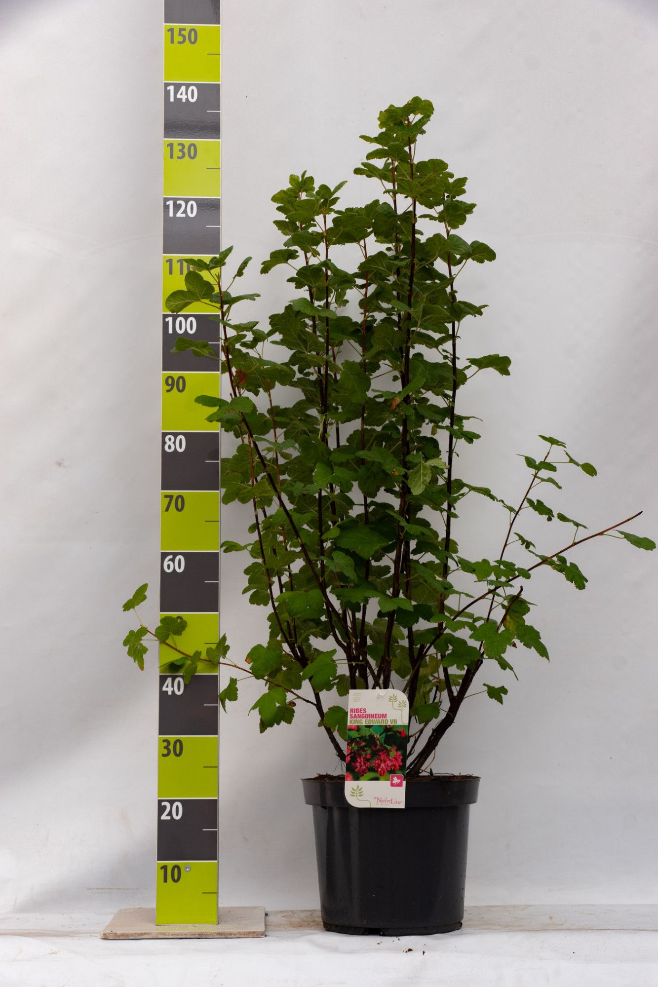 Ribes sang. 'King Edward' C 12, D 32 cm