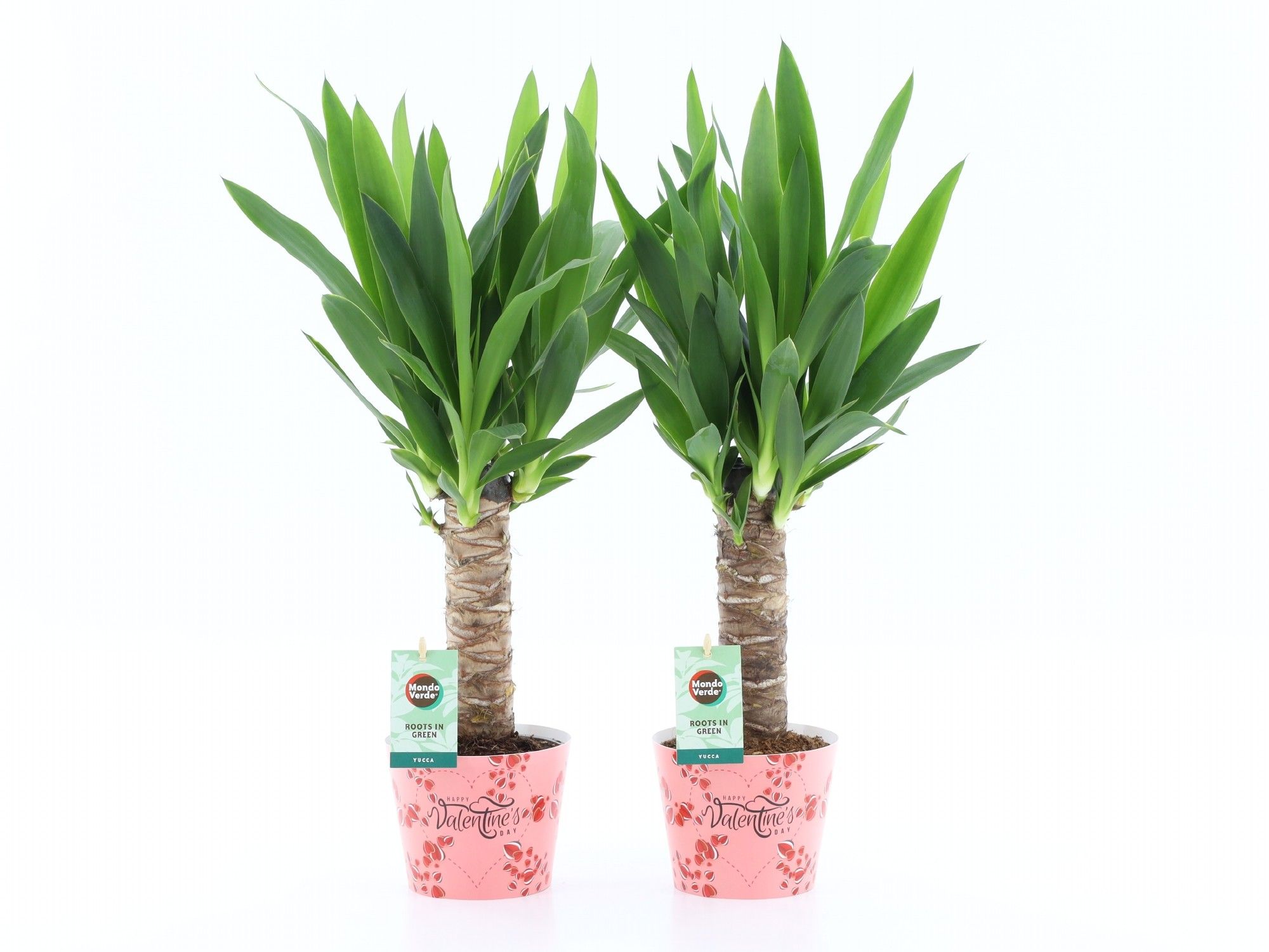 Yucca 25cm Hout 3+ kop in Potcover Valentine, D 12