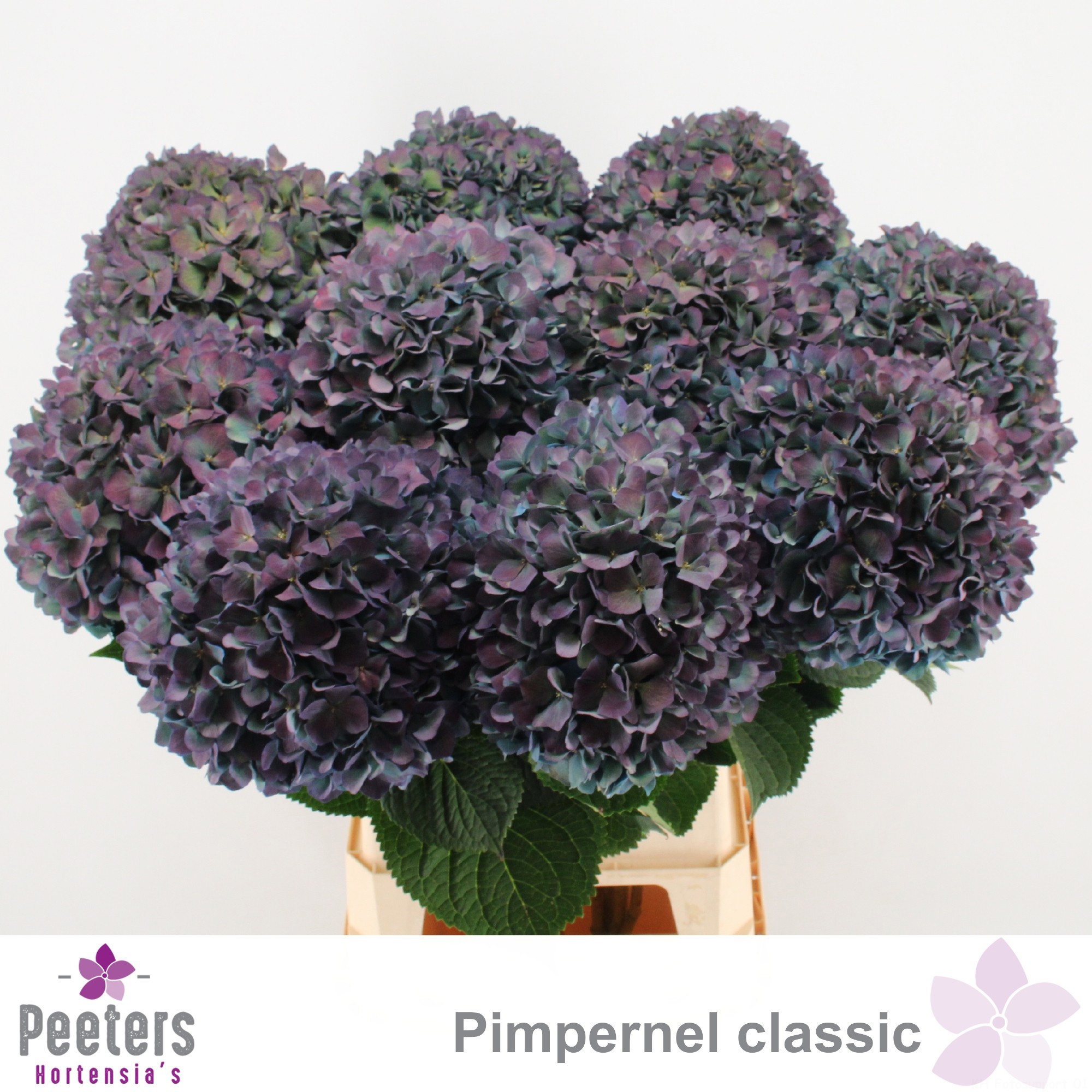 Гортензия Пимпернел Классик 100, шт.