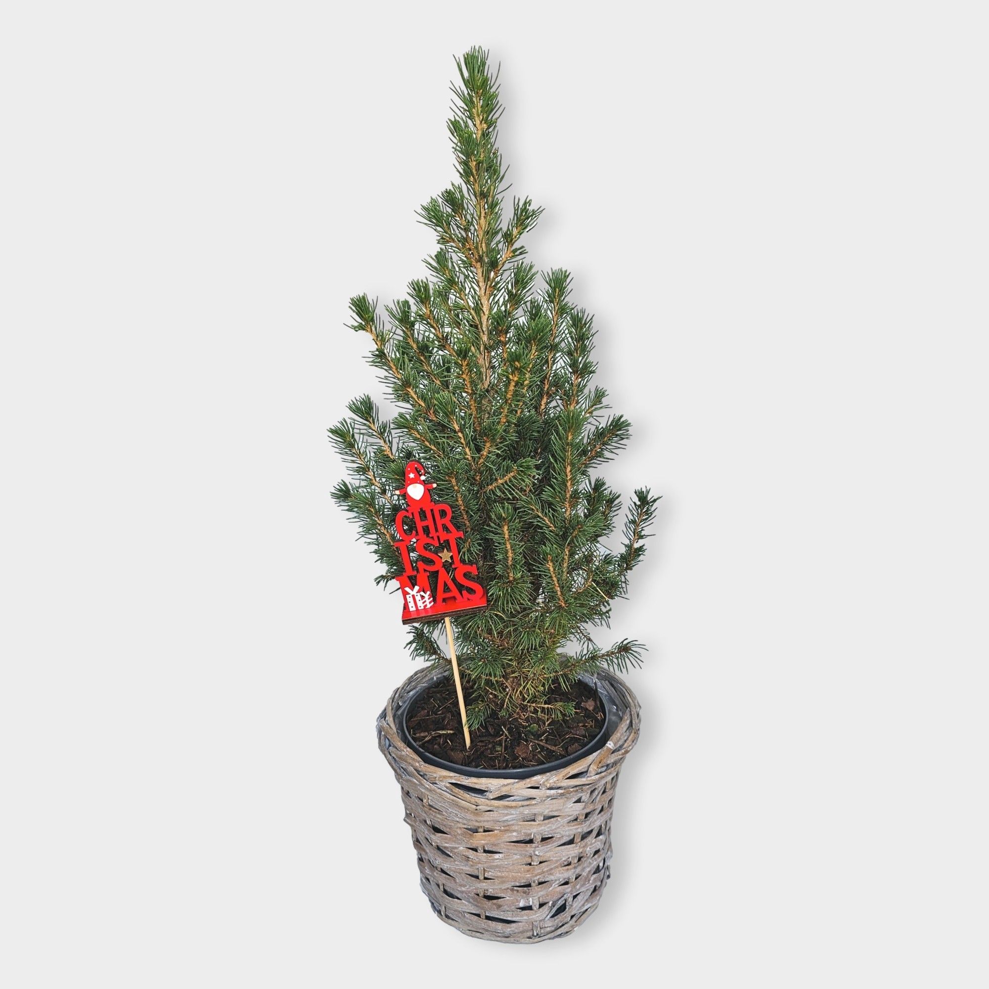 Picea glauca 'Conica' 55cm in mand, D 15 cm