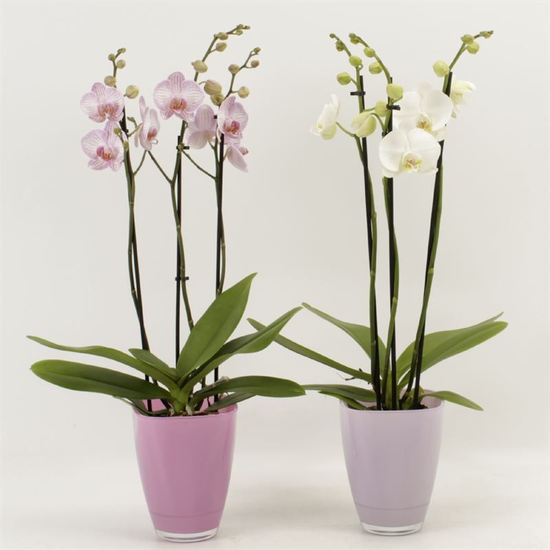 Phalaenopsis gemengd 3 tak gemengd in pastel bombay glas, D 12