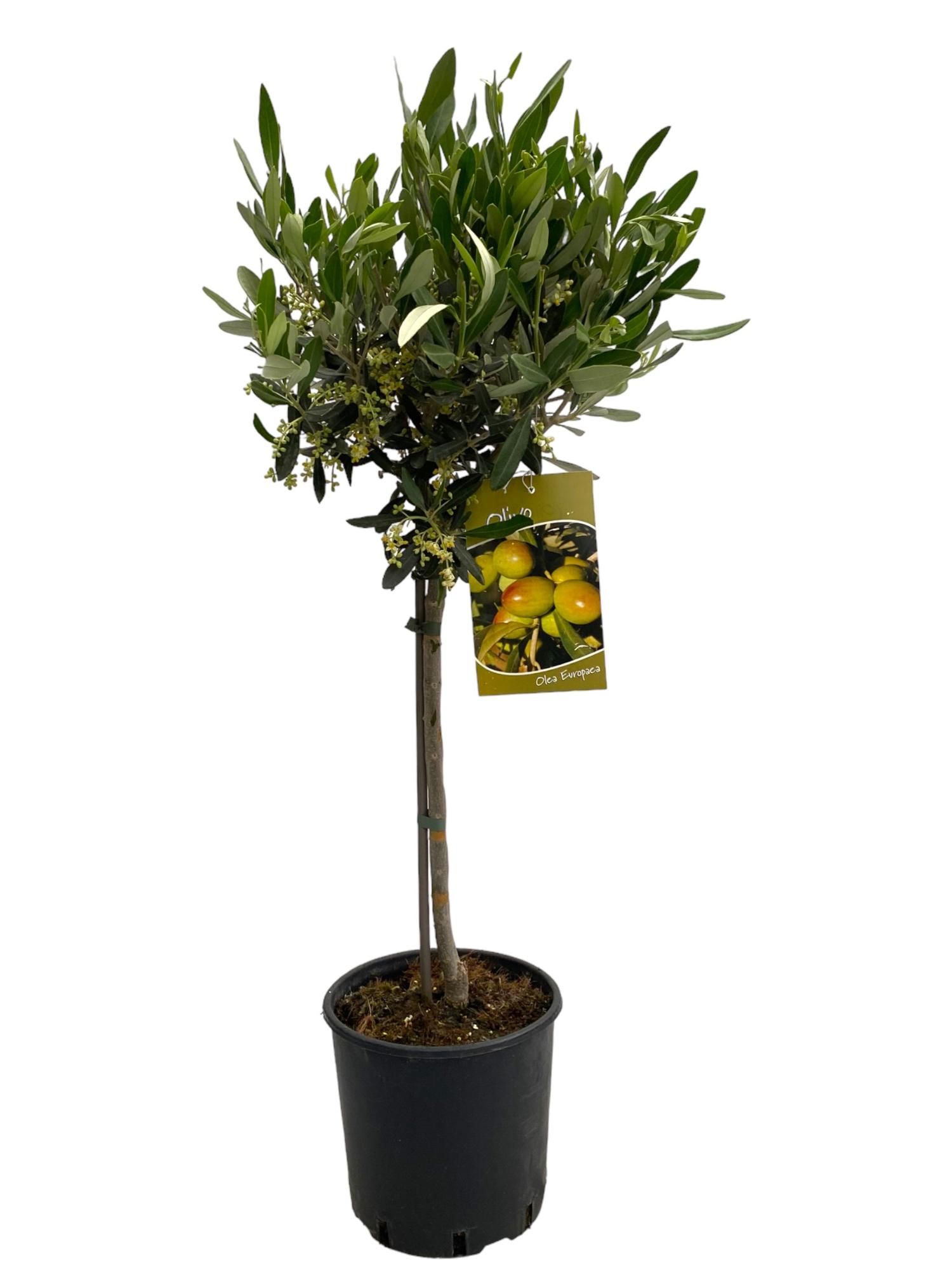 Olea europaea "op stam", D 19