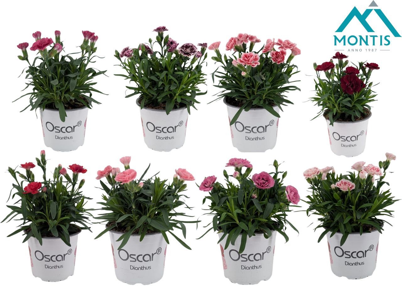 Dianthus 'Oscar' Mixkar13 cm, D 13