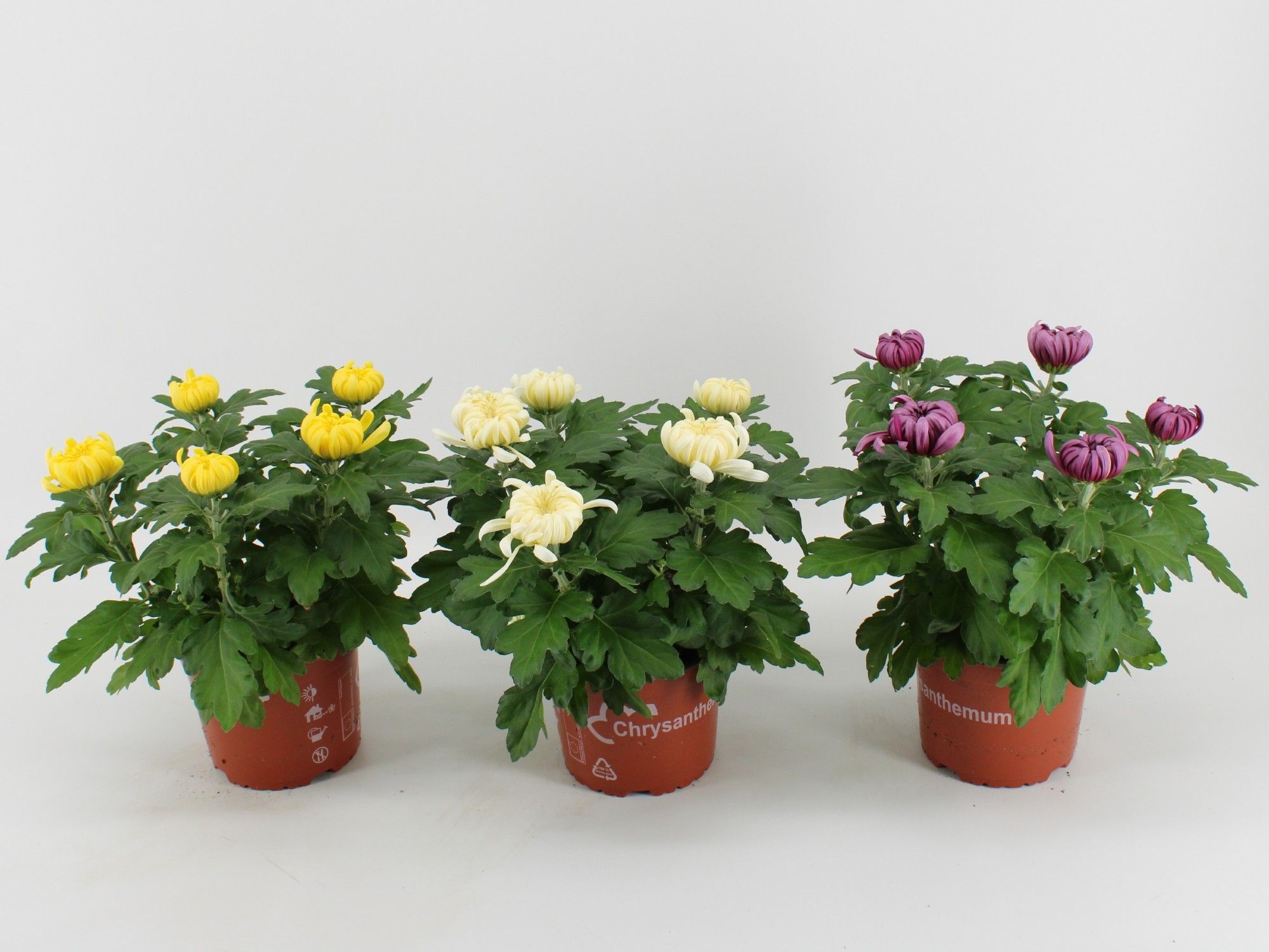 Deco Chrysant Cosmo Gemengd, D 15