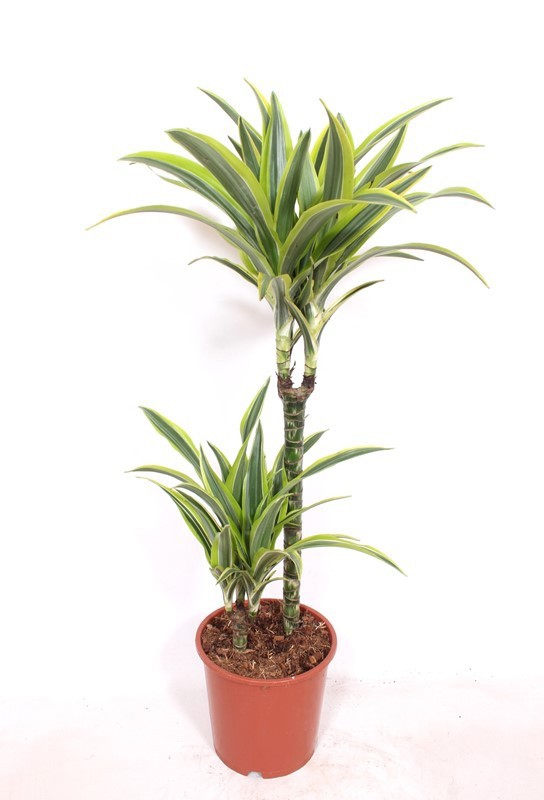 Dracaena Lemon Lime 45-15, D 19