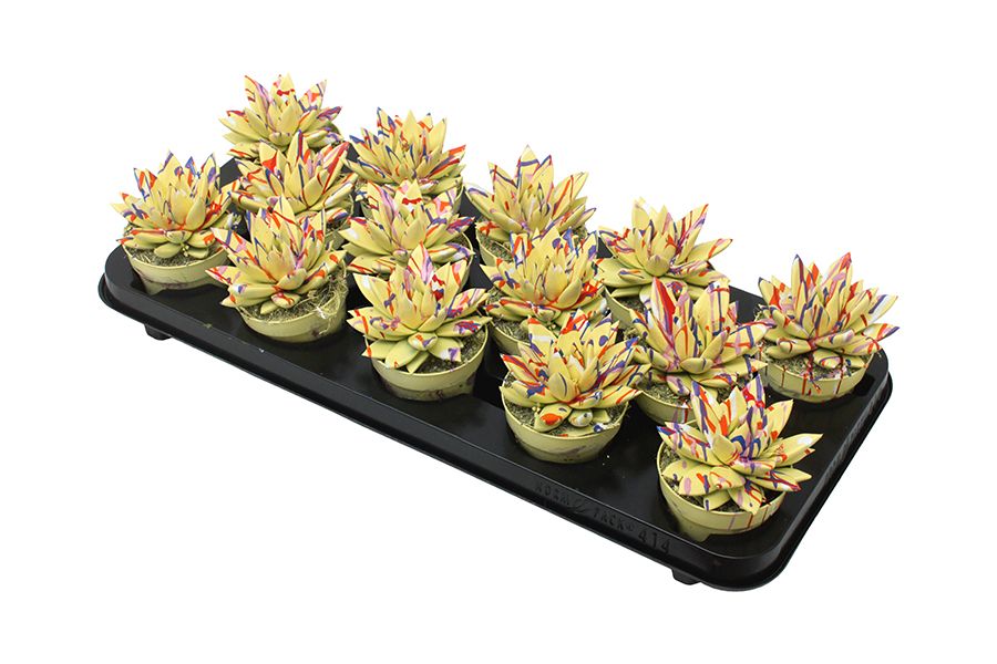 Miranda coloured Splash pastel yellow, D 8,5 cm