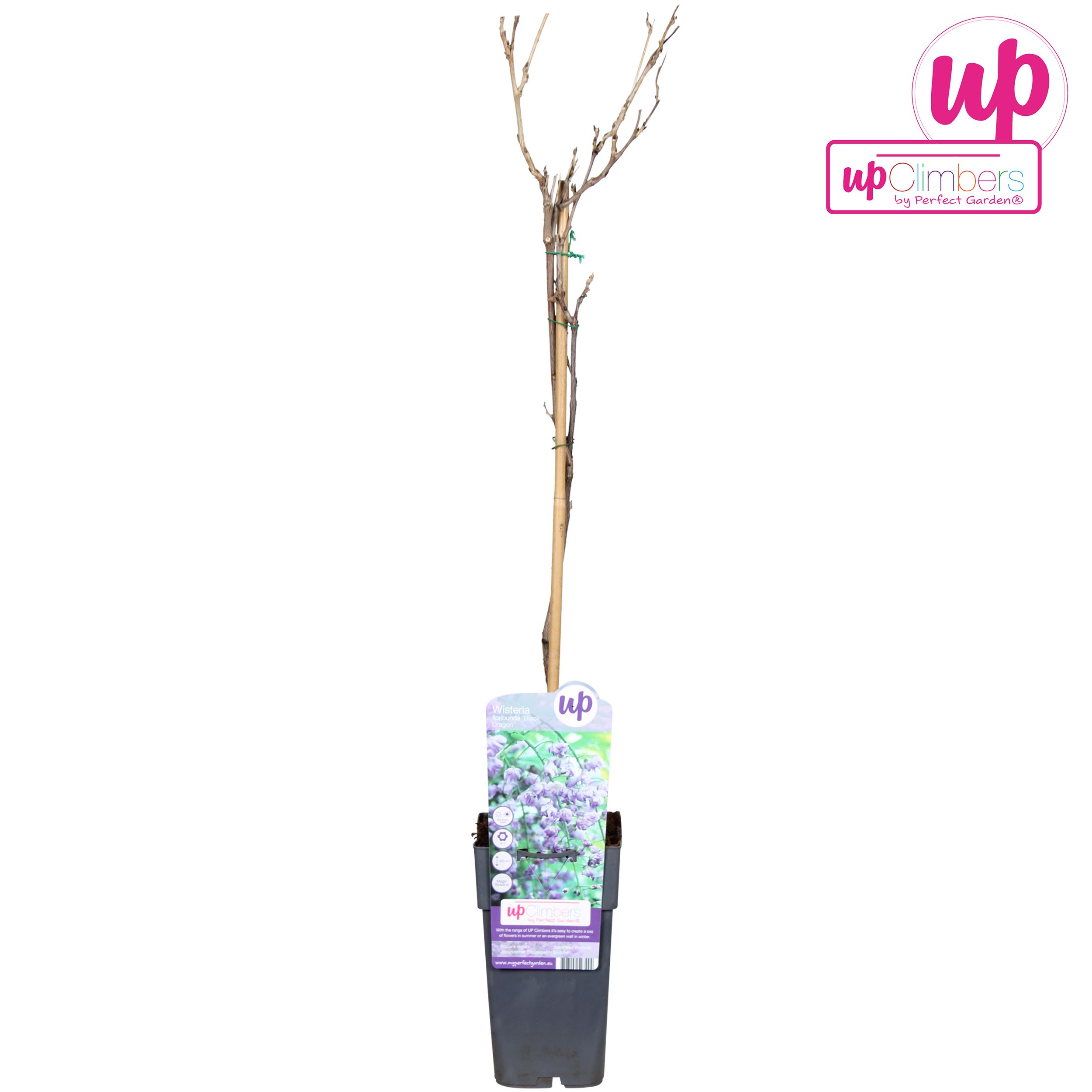 Wisteria floribunda Black Dragon P15, D 15 cm
